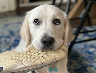 Stella, Chief Barking Officer